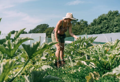 regather - abigail harvesting courgettes